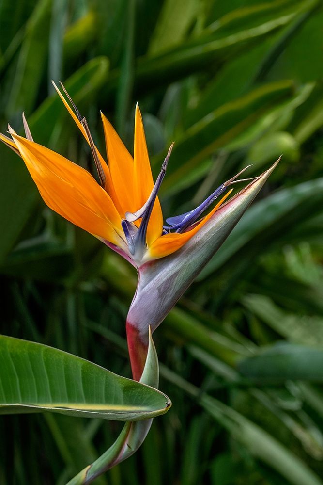 Bird of Paradise